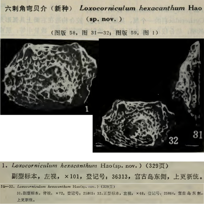 Loxocorniculum hexacanthum Hao in Ruan &amp; Hao, 1988 from the original description
