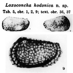 Loxoconcha hodonica Pokorny, 1952 from the original description