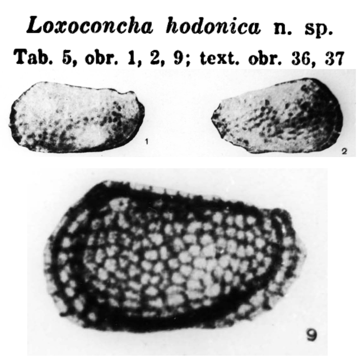 Loxoconcha hodonica Pokorny, 1952 from the original description