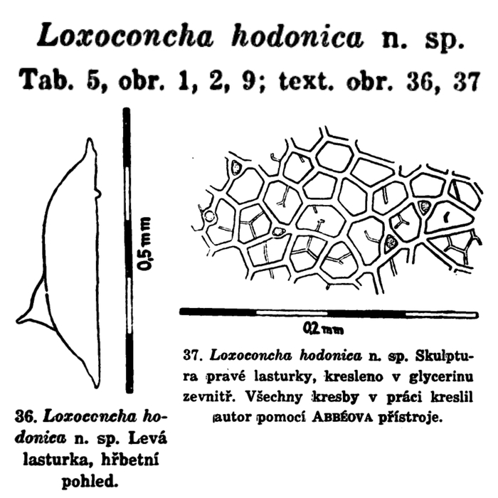 Loxoconcha hodonica Pokorny, 1952 from the original description
