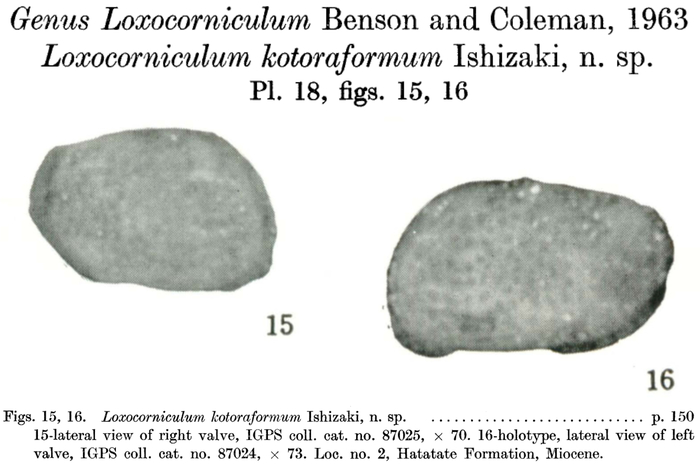 Loxocorniculum kotoraformum Ishizaki, 1966 from the original description