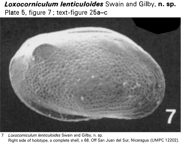 Loxocorniculum lenticuloides Swain &amp; Gilby, 1974 from the original description