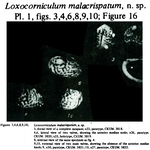 Loxocorniculum malacrispatum Hu, 1978 from the original description