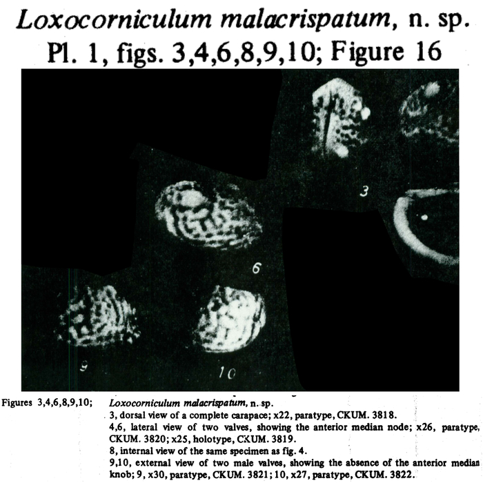 Loxocorniculum malacrispatum Hu, 1978 from the original description