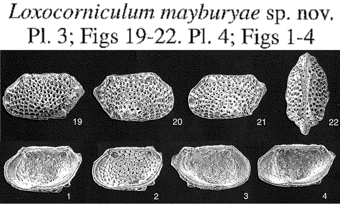 Loxocorniculum mayburyae Whatley, Jones &amp; Wouters, 2000 from the original description