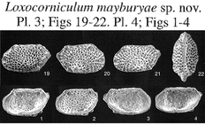 Loxocorniculum mayburyae Whatley, Jones & Wouters, 2000 from the original description