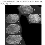 Loxocorniculum meridionalis Ducasse, Bekaert & Rousselle, 1991 from the original description