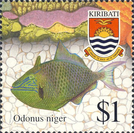 Odonus niger Odonus niger
