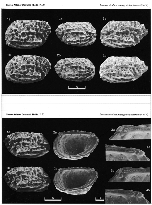 Loxocorniculum micrograteloupianum Maybury, 1990 from the original description