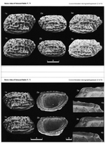 Loxocorniculum micrograteloupianum Maybury, 1990 from the original description