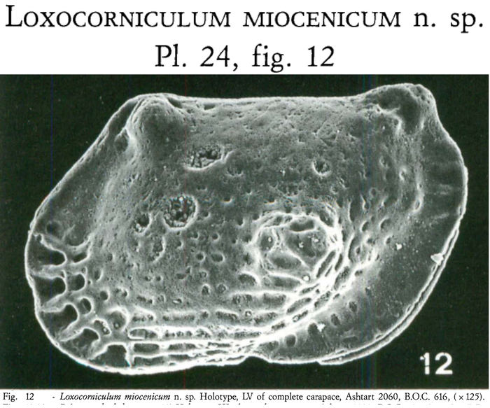 Loxocorniculum miocenicum Bonaduce, Ruggieri, Russo &amp; Bismuth, 1992 from the original description