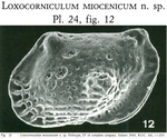 Loxocorniculum miocenicum Bonaduce, Ruggieri, Russo & Bismuth, 1992 from the original description