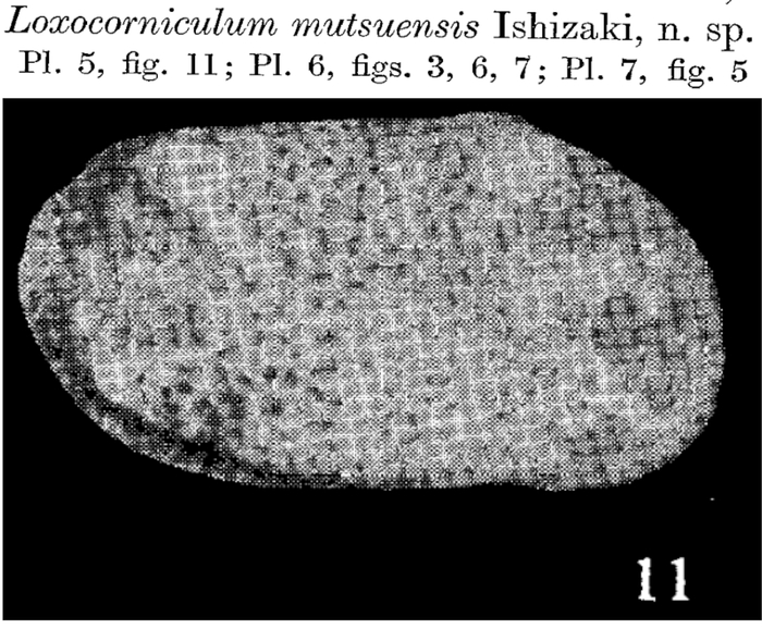 Loxocorniculum mutsuensis Ishizaki, 1971 from the original description