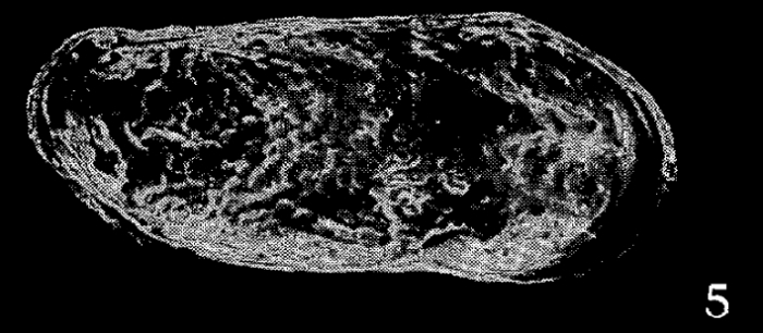 Loxocorniculum mutsuensis Ishizaki, 1971 from the original description