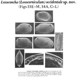 Loxoconcha (Loxocorniculum) occidentale Bate, Whittaker & Mayes, 1981 from the original description