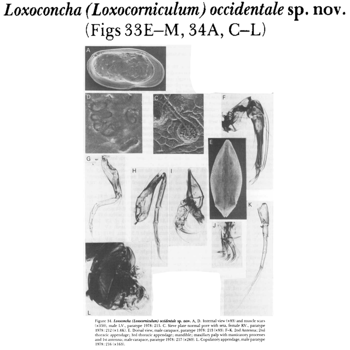 Loxoconcha (Loxocorniculum) occidentale Bate, Whittaker &amp; Mayes, 1981 from the original description