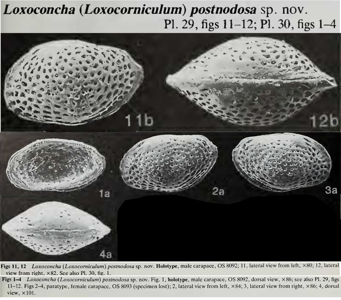 Loxoconcha (Loxocorniculum) postnodosa Ahmad, Neale &amp; Siddiqui, 1991 from the original description
