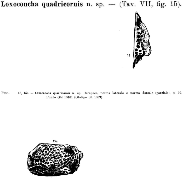 Loxoconcha quadricornis Ruggieri, 1962 from the original description