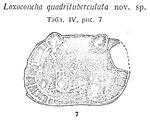 Loxoconcha quadrituberculata Schneider, 1939 from the original description
