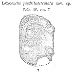 Loxoconcha quadrituberculata Schneider, 1939 from the original description
