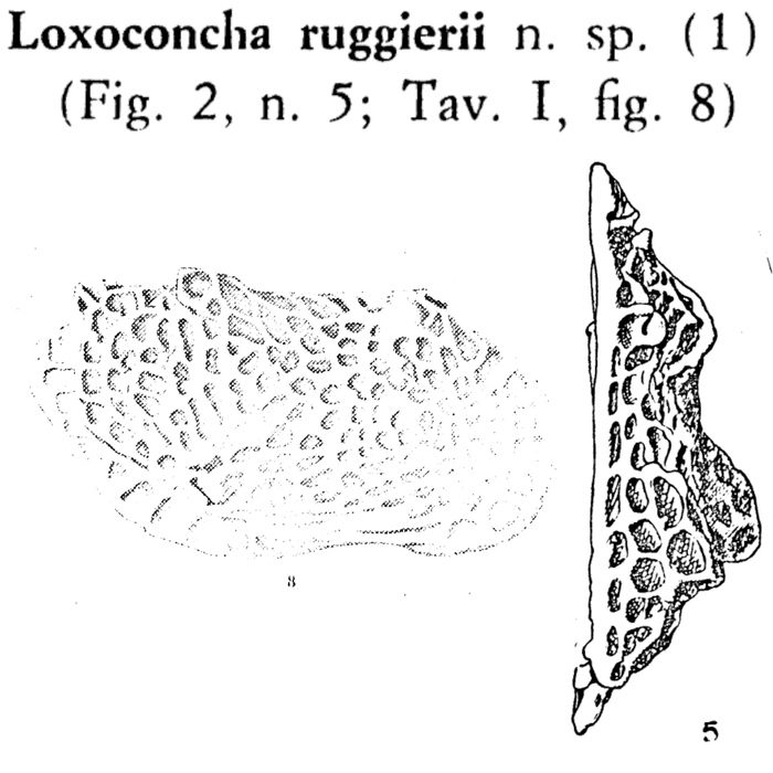 Loxoconcha ruggierii Aruta, 1967 from the original description