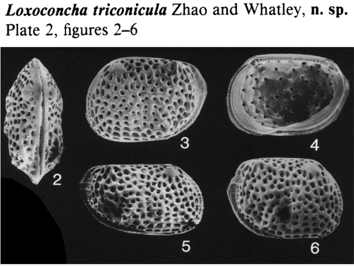 Loxoconcha triconicula Zhao &amp; Whatley, 1989 from the original description