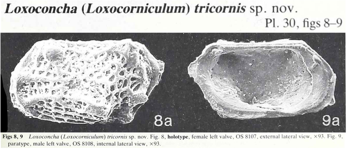 Loxoconcha (Loxocorniculum) tricornis Ahmad, Neale &amp; Siddiqui, 1991 from the original description