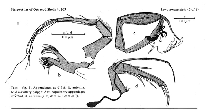 Loxoconcha alata Brady, 1868 from the publication of the lectotype designation