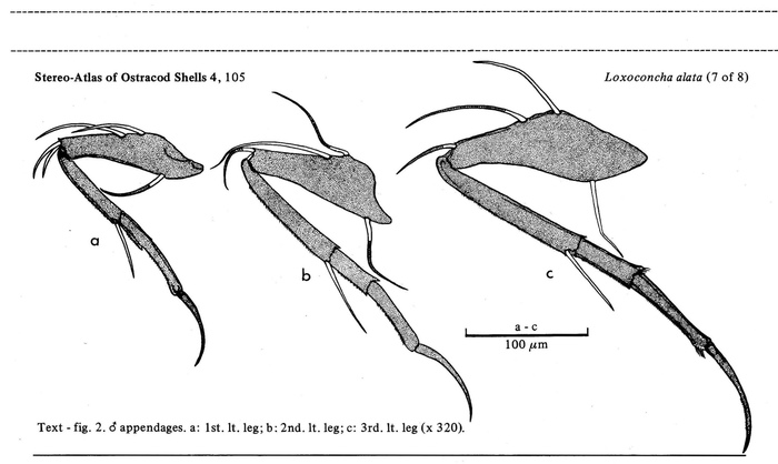 Loxoconcha alata Brady, 1868 from the publication of the lectotype designation