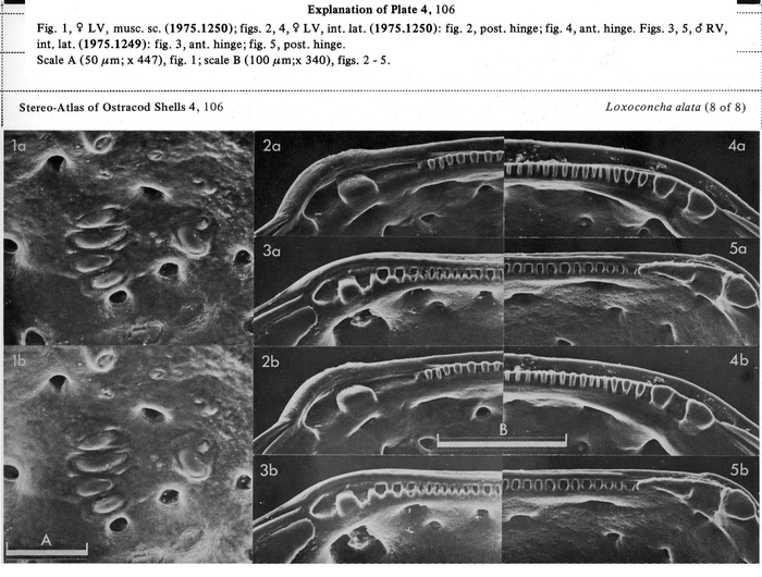 Loxoconcha alata Brady, 1868 from the publication of the lectotype designation
