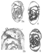 Varistaffella ziganica (Sinitsyna, 1975)