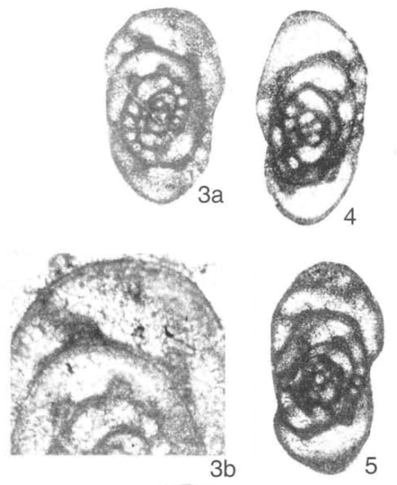 Varistaffella ziganica (Sinitsyna, 1975)