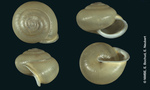 Helix ingallsiana P. Fischer, 1877