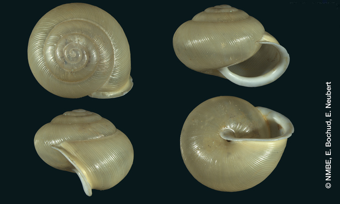 Helix ingallsiana P. Fischer, 1877