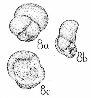 Globivalvulina ovata Cushman &amp; Waters, 1928