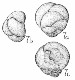 Globivalvulina biserialis Cushman & Waters, 1928