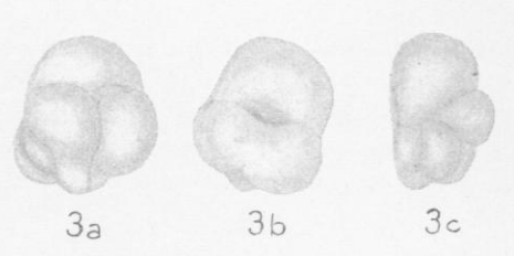 Globivalvulina gaptankensis Harlton, 1928