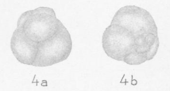 Globivalvulina cora Harlton, 1928