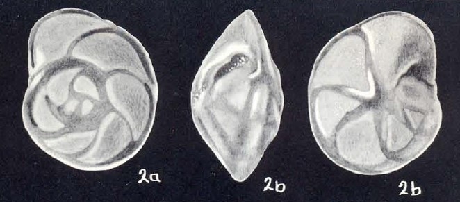 Eponides dwighti McCulloch, 1981
