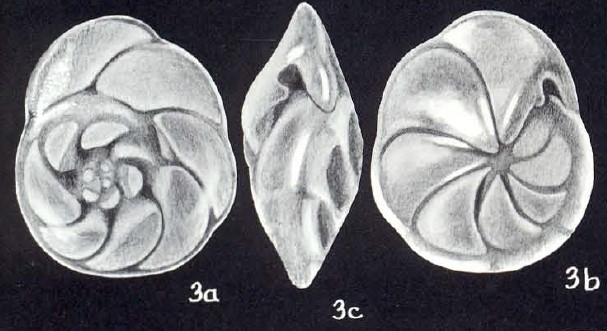 Eponides (?) darrelli McCulloch, 1981