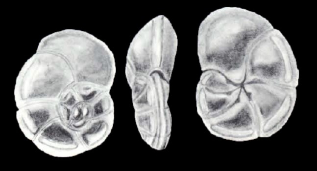 Mississippina differens McCulloch, 1981
