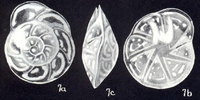 Hoeglundina heterolucida McCulloch, 1981