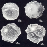 Siphoninoides echinatiformis McCulloch, 1981