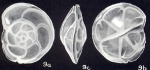 Hoeglundina lucidiformis McCulloch, 1981