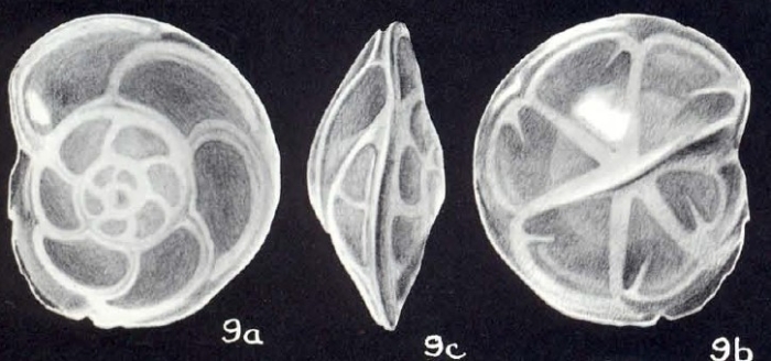 Hoeglundina lucidiformis McCulloch, 1981