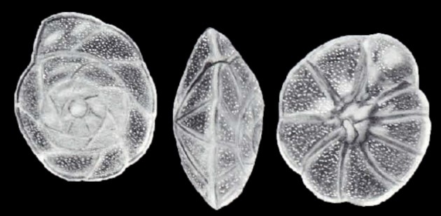 Cibicidoides (?) naplesensis McCulloch, 1981