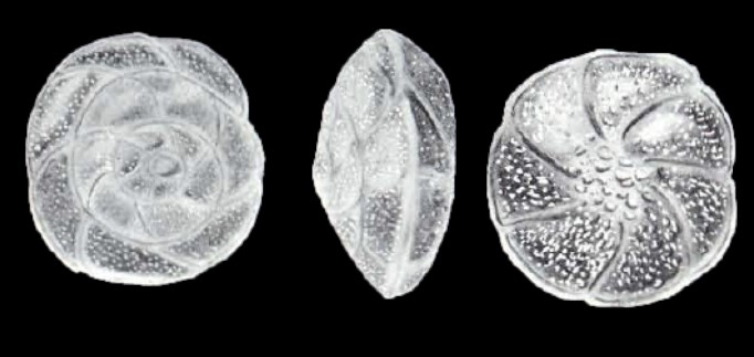 Buccella parviformis McCulloch, 1981