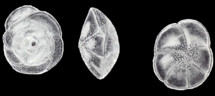 Buccella differens McCulloch, 1981