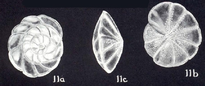 Buccella caledoniana McCulloch, 1981