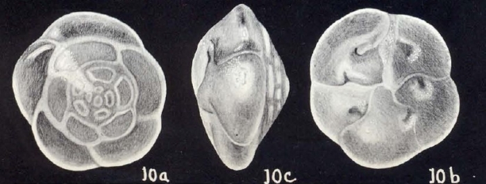 Reinholdella (?) galeroensis McCulloch, 1981